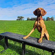 Otis joined the competition — help win amazing prizes! dog, agility_equipment, outdoor, grass, greenery, blue_sky, clouds, pet, animal, canine, field, nature, collar, standing, exercise, park, sunlight, daytime, muzzle, ears