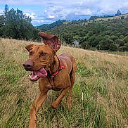 Otis joined the competition — help win amazing prizes! animal, blue_sky, brown, canine, clouds, collar, dog, ears, field, grass, happy, hill, landscape, nature, outdoor, pet, playful, running, scenic, tongue