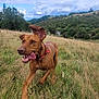 animal, blue_sky, brown, canine, clouds, collar, dog, ears, field, grass, happy, hill, landscape, nature, outdoor, pet, playful, running, scenic, tongue