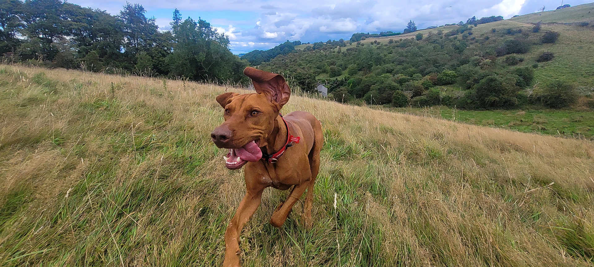 Otis