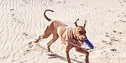 Otis joined the competition — help win amazing prizes! active, animal, beach, brown_dog, canine, daylight, dog, ears, fetch, fun, happy, jumping, motion, outdoor, pet, playful, running, sand, sunny, toy