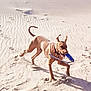 dog, sand, playful, outdoor, running, toy, ears, beach, animal, pet, happy, brown_dog, fetch, jumping, daylight, sunny, active, canine, fun, motion