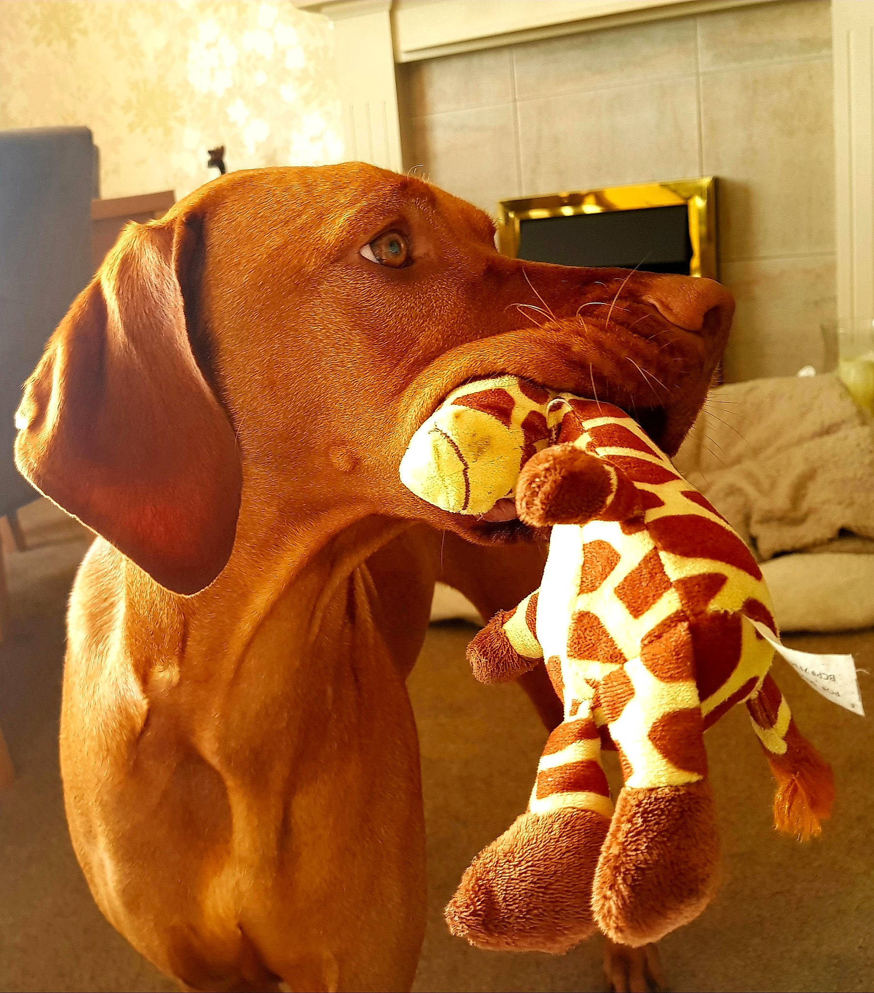 Ruby is registered to the contest to win money with this photo: canidae, carnivore, companion_dog, dog, dog_breed, ear, liver, mammal, nose, pointer, pointing_breed, redbone_coonhound, snout, sporting_group, vizsla