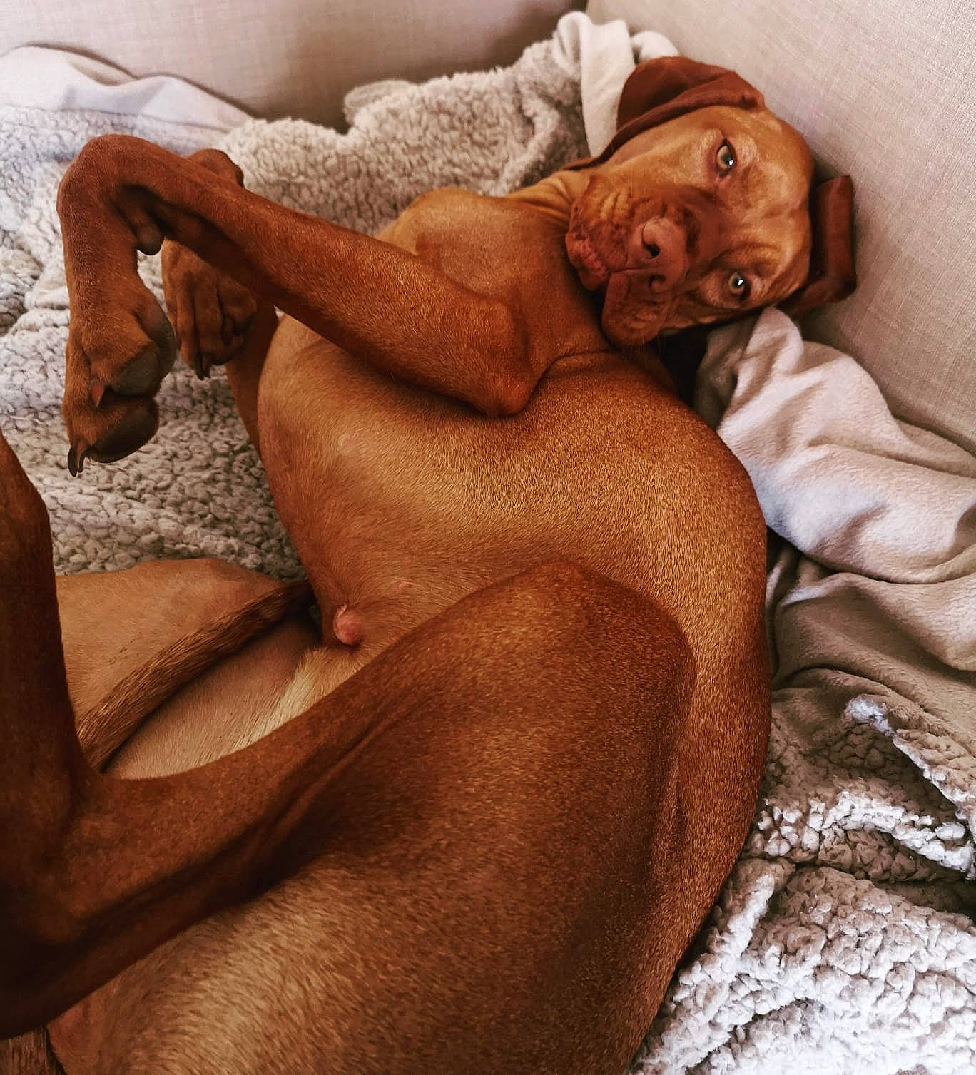 Ruby is registered to the contest to win money with this photo: canidae, carnivore, dog, dog_breed, fawn, muscle, pointer, pointing_breed, rhodesian_ridgeback, sporting_group, vizsla, weimaraner