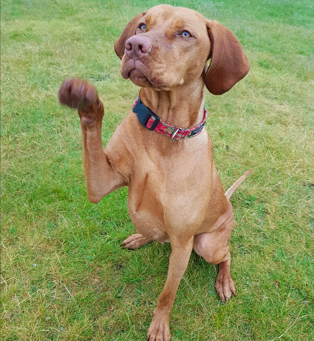 Ruby is registered to the contest to win money with this photo: canidae, carnivore, chesapeake_bay_retriever, companion_dog, dog, dog_breed, grass, gun_dog, hunting_dog, liver, mammal, pointer, pointing_breed, portuguese_pointer, rare_breed_dog, sporting_group, vertebrate, vizsla, weimaraner, wirehaired_vizsla