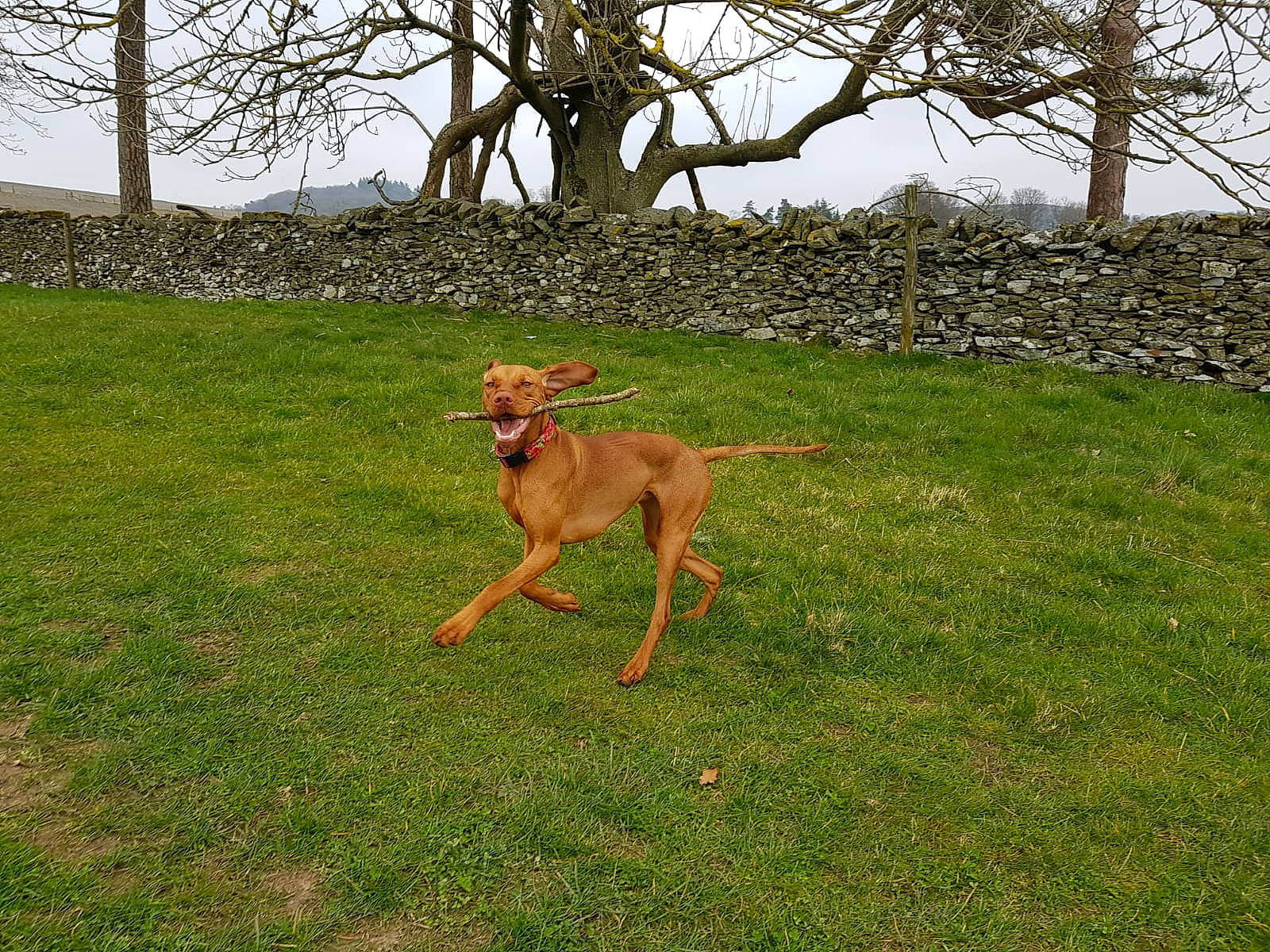Ruby joined the competition — help win amazing prizes! canidae, carnivore, cirneco_delletna, dog, dog_breed, fawn, grass, hound, hunting_dog, mammal, pointing_breed, rhodesian_ridgeback, sighthound, sporting_group, vertebrate, vizsla, wildlife