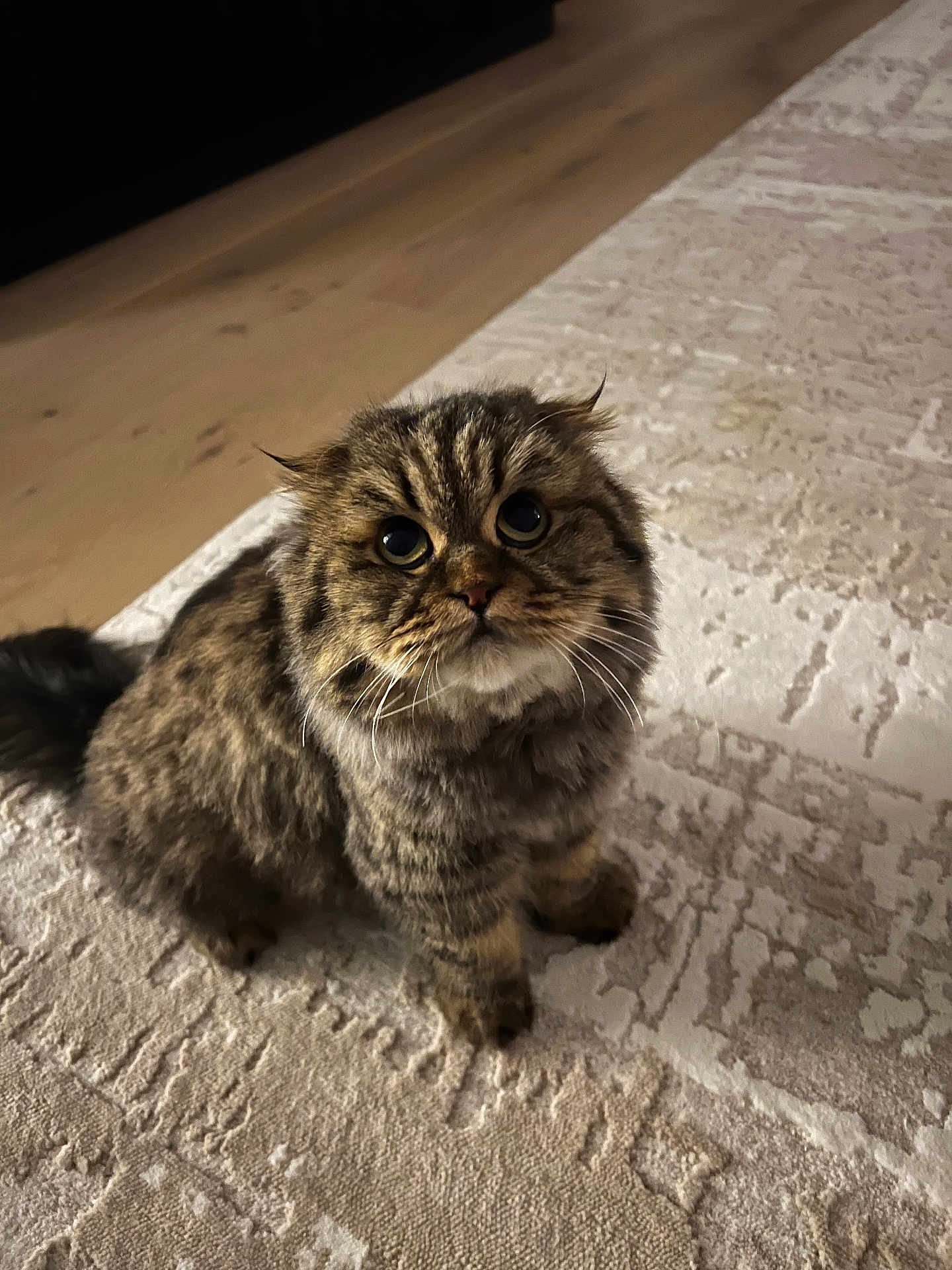 Hunny is registered to the contest to win money with this photo: cat, feline, pet, tabby, fluffy, cute, indoor, sitting, looking_up, big_eyes, whiskers, fur, paws, carpet, rug, home_interior, portrait, gaze, wood_floor, closeup