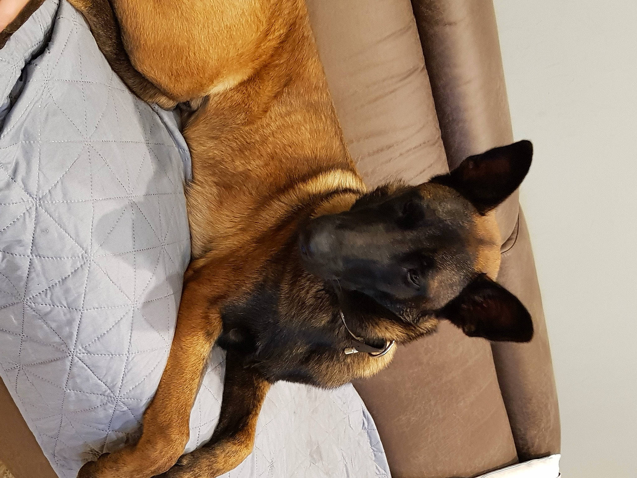 Kenzo participe au concours pour gagner de l'argent avec cette photo : brown, canidae, carnivore, comfort, companion_dog, dog, dog_breed, ear, fawn, felidae, fur, liver, nap, non_sporting_group, snout, sporting_group, toy_dog, whiskers, working_animal