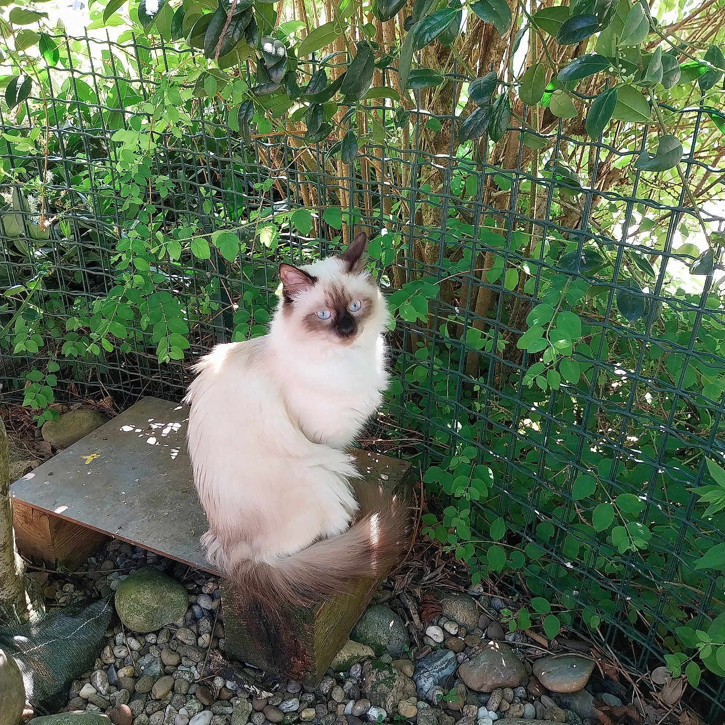 Bounty participe au concours pour gagner de l'argent avec cette photo : animal, blue_eyes, bush, cat, fence, fluffy, fur, greenery, leaves, nature, outdoor, pebbles, pet, quiet, relaxed, rocks, shadow, sitting, sunlight, wooden_platform