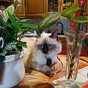 Bounty participe au concours pour gagner de l'argent avec cette photo : blue_eyes, cat, decor, domestic, feline, flower_pot, fluffy, glass_vase, home, houseplant, indoor, kitchen, leaf, ornament, pet, plant, red_ribbon, relaxed, tablecloth, wooden_table