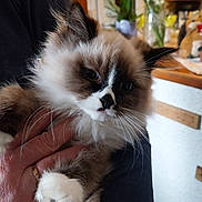 Patricia Celmer participe au concours pour gagner de l'argent avec cette photo : cat, fluffy, hand, indoor, person, feline, pet, close_up, whiskers, domestic_animal, brown, white, black, holding, cute, young_cat, face, cozy, flowers, kitchen