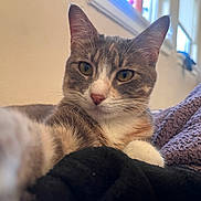 Nina is registered to the contest to win money with this photo: bed, blanket, calico_cat, cat, close_up, cozy, dresser, ears, eyes, feline, fur, indoor, nose, paw, pet, portrait, relaxed, tabby, whiskers, window