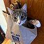 bag_handle, big_eyes, cat, close_up, curious, door, doorknob, fur, grocery_bag, hardwood_floor, household, indoor, kitten, paper_bag, paw, pet, portrait, sitting, whiskers, wooden_door