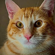 Roucky participe au concours pour gagner de l'argent avec cette photo : cat, ginger_cat, close_up, portrait, pet, feline, whiskers, ears, pink_nose, golden_eyes, fur, domestic_cat, animal, cute, looking_away, indoor, soft_light, detailed, mammal, face