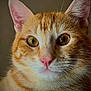 cat, ginger_cat, close_up, portrait, pet, feline, whiskers, ears, pink_nose, golden_eyes, fur, domestic_cat, animal, cute, looking_away, indoor, soft_light, detailed, mammal, face