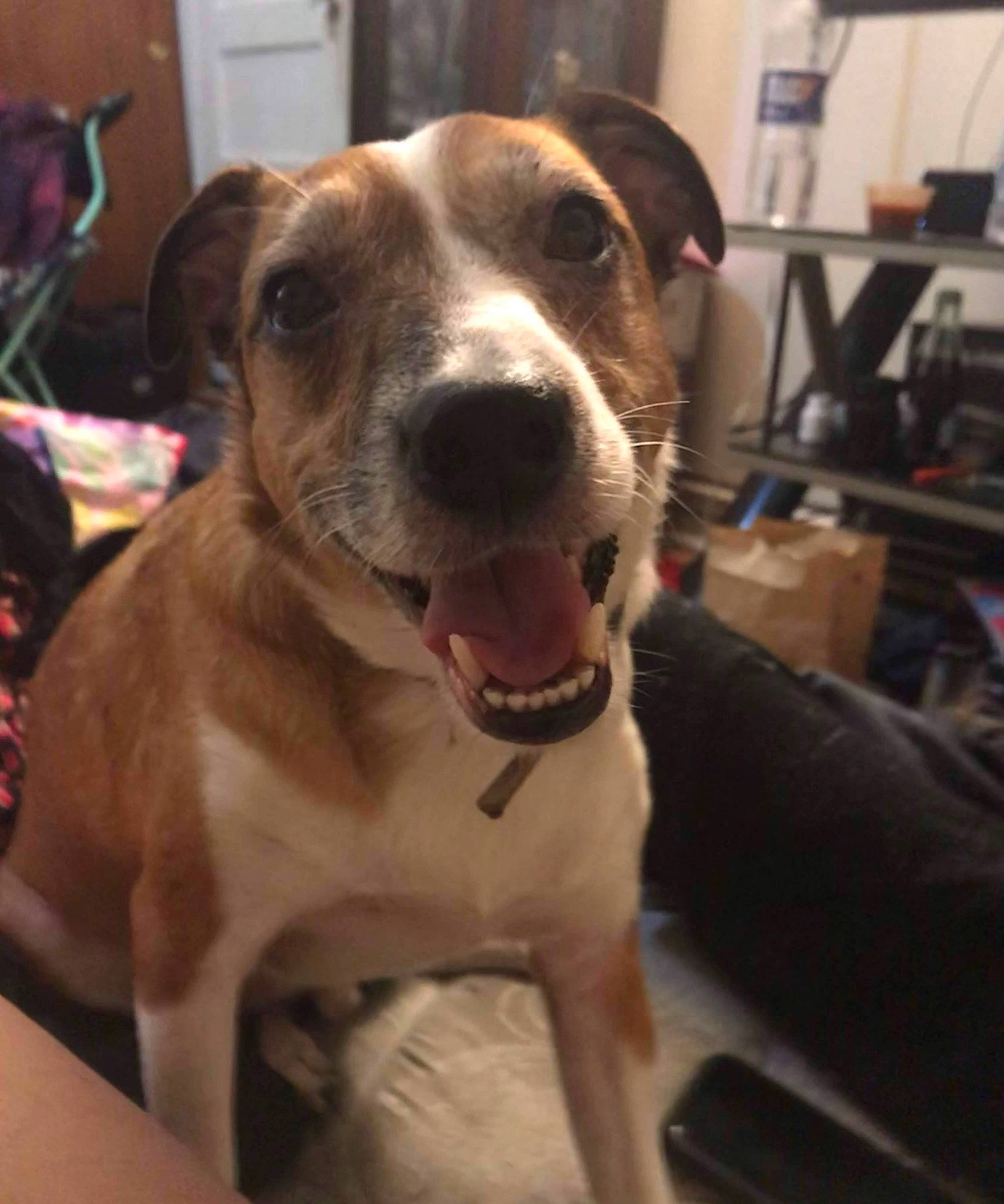 Calvin Steven Smith is registered to the contest to win money with this photo: canidae, carnivore, collar, companion_dog, dog, dog_breed, dog_collar, fawn, fur, guard_dog, leash, metal, non_sporting_group, pet_supply, selfie, smile, whiskers, working_animal, working_dog