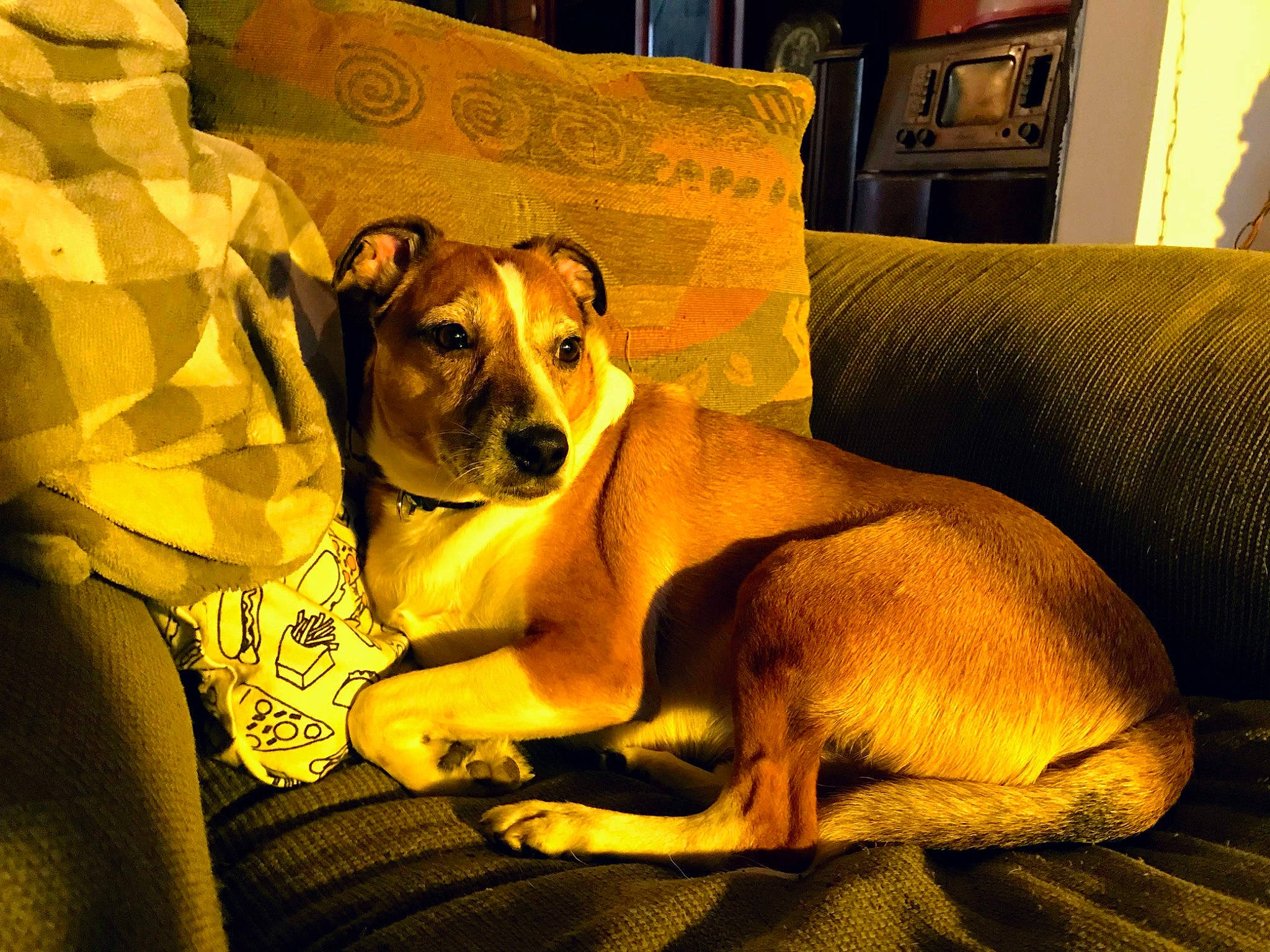 Calvin Steven Smith is registered to the contest to win money with this photo: canidae, carnivore, comfort, companion_dog, couch, dog, dog_breed, dog_supply, fawn, guard_dog, linens, non_sporting_group, paw, picture_frame, room, snout, sporting_group, terrestrial_animal, whiskers, working_animal