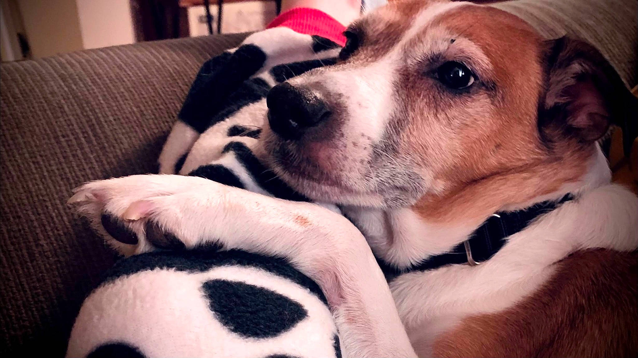 Calvin Steven Smith is registered to the contest to win money with this photo: carnivore, collar, comfort, companion_dog, couch, dalmatian, dog, dog_bed, dog_breed, dog_collar, dog_supply, fawn, fur, giant_dog_breed, happy, paw, selfie, snout, whiskers, working_animal