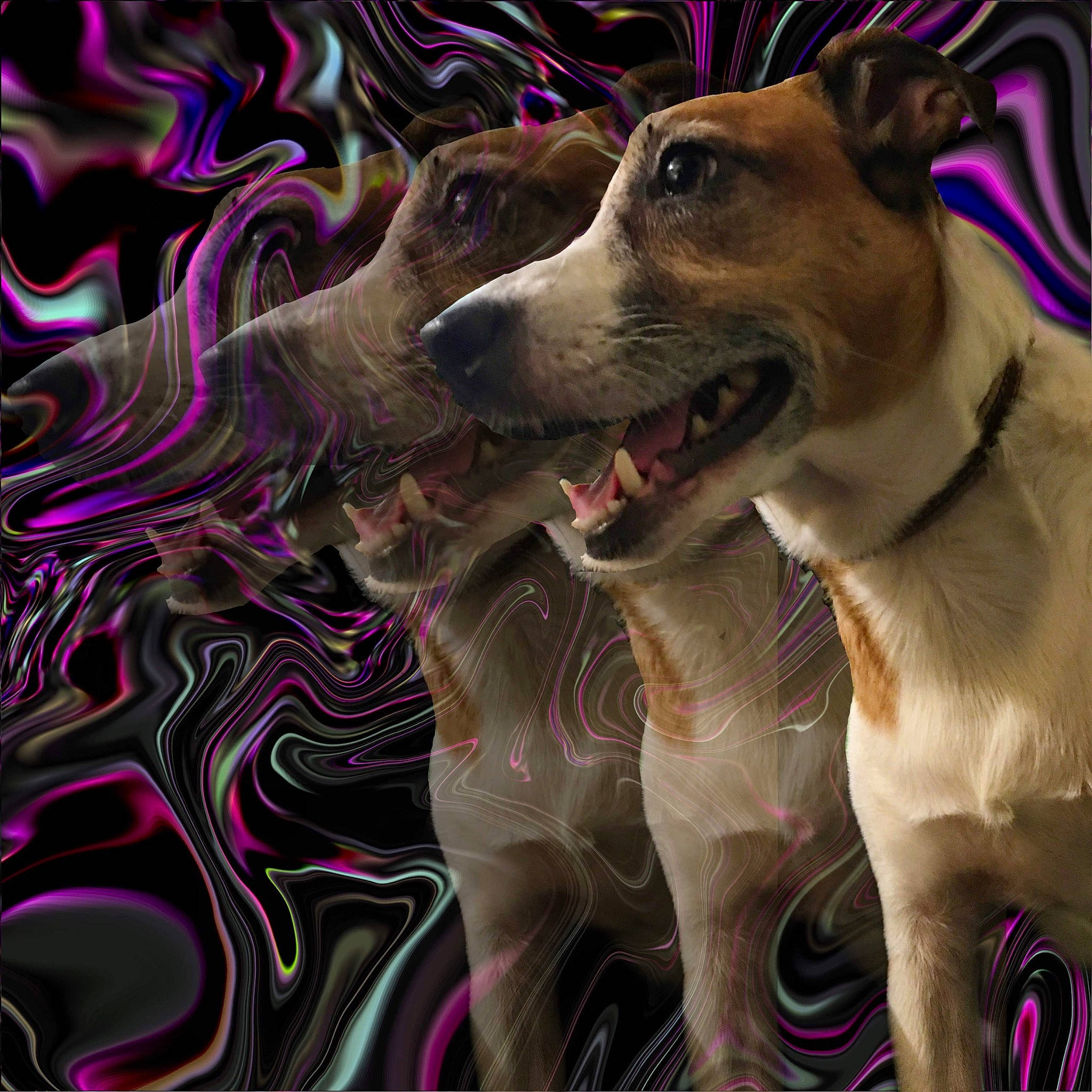 Calvin Steven Smith joined the competition — help win amazing prizes! art, canidae, carnivore, collar, companion_dog, dog, dog_breed, dog_collar, fawn, fur, graphics, happy, illustration, leash, magenta, pink, purple, visual_arts, whiskers, working_animal