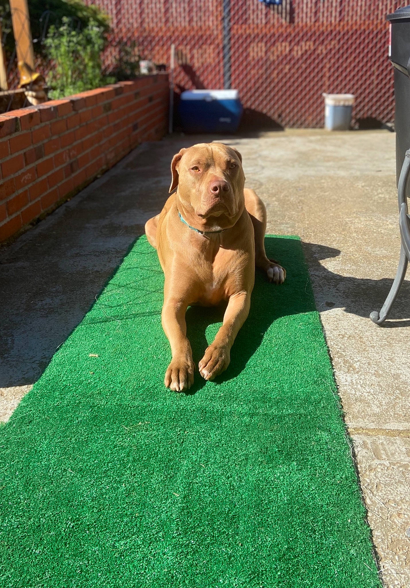 Hennessey joined the competition — help win amazing prizes! ball, brick, carnivore, chair, companion_dog, dog, dog_breed, fawn, flooring, garden_hose, grass, green, gun_dog, lawn, liver, plant, snout, tail, wood, working_animal