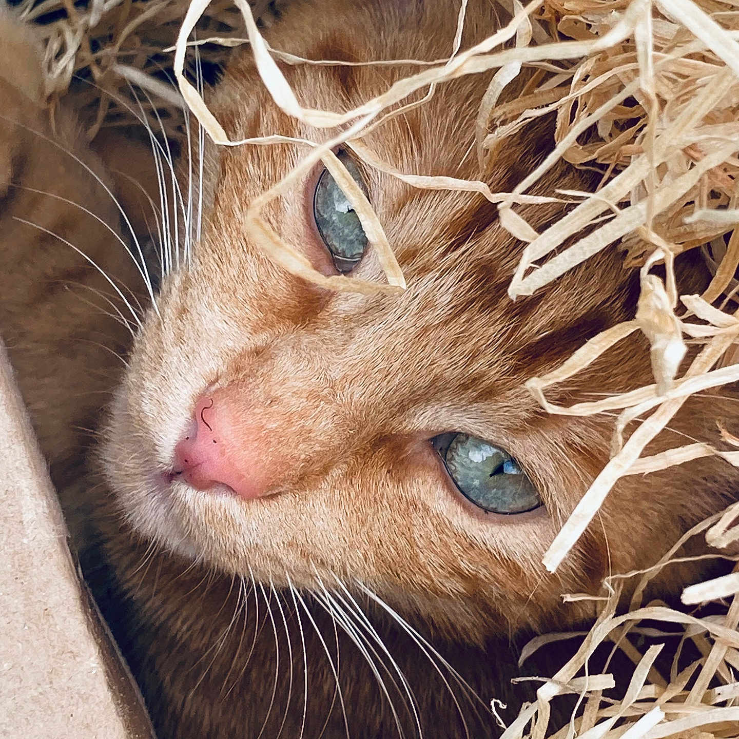 Simba participe au concours pour gagner de l'argent avec cette photo : abyssinian, animal, box, cat, countryside, face, happy, hardwood, head, kitten, manx, nature, outdoors, person, pet, siamese, sleeping, snout, straw, wood