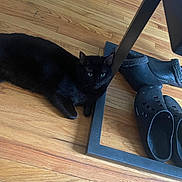 Fat Boy joined the competition — help win amazing prizes! animal, black_cat, cat, cozy, domestic, feline, floor, flooring, fur, home, indoor, pet, quiet, relaxed, resting, shoes, side_view, slippers, table_leg, wooden_floor