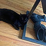 animal, black_cat, cat, cozy, domestic, feline, floor, flooring, fur, home, indoor, pet, quiet, relaxed, resting, shoes, side_view, slippers, table_leg, wooden_floor