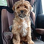 puppy, dog, car_seat, vehicle_interior, seatbelt, brown_fur, white_chest, fluffy, pet, cute, young_dog, indoor, sitting, adorable, animal, transportation, comfort, seat, travel, companion