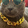 accessory, animal, blanket, cat, close_up, cozy, cute, domestic_cat, ears, fashion, feline, gold_chain, gray_cat, green_glasses, indoor, pet, portrait, relaxed, sunglasses, whiskers