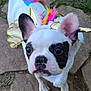 french_bulldog, dog, costume, unicorn, rainbow, golden_wings, white_fur, black_spots, outdoor, stone_path, grass, pet, animal, cute, small_dog, ears, face, looking_up, colorful, whimsical