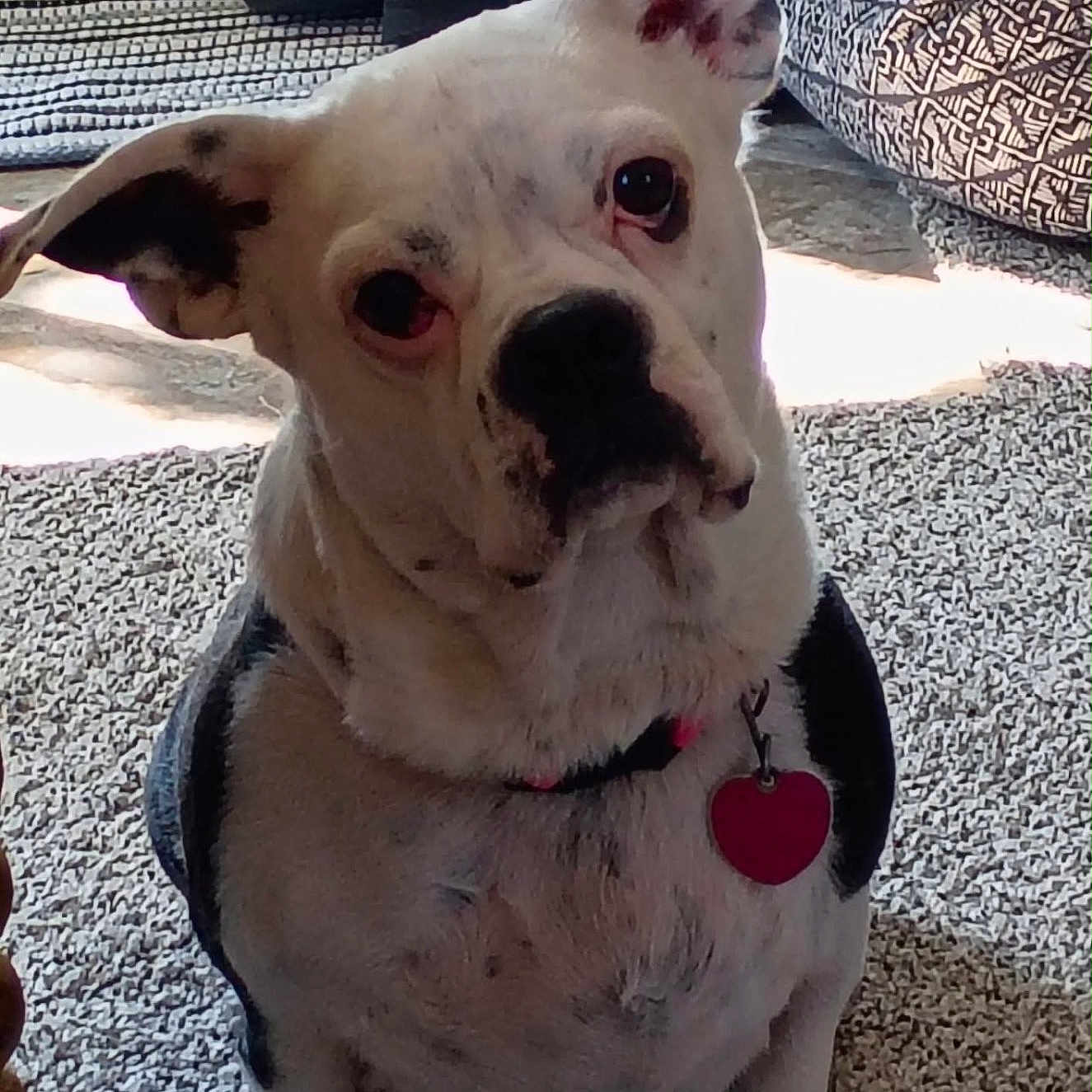 Breezie is registered to the contest to win money with this photo: dog, pet, indoor, carpet, collar, heart_tag, ear, black_and_white, animal, curious, sitting, floor, patterned_cushion, sandals, natural_light, close_up, portrait, furniture, home, cute