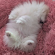 Appy a rejoint le concours — aidez-le/la à gagner de superbes lots ! puppy, dog, sleeping, fluffy, white, pink_rug, pet, cute, fur, paws, cozy, resting, domestic_animal, animal, indoor, adorable, small_dog, relaxing, soft_texture, lying_down