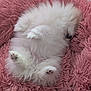 puppy, dog, sleeping, fluffy, white, pink_rug, pet, cute, fur, paws, cozy, resting, domestic_animal, animal, indoor, adorable, small_dog, relaxing, soft_texture, lying_down