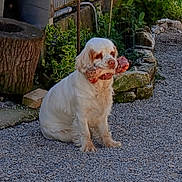 Whitney participe au concours pour gagner de l'argent avec cette photo : dog, white_dog, bone, raw_bone, gravel, outdoor, garden, plants, stone_wall, pet, animal, sitting, fur, cute, nature, daylight, muzzle, ears, snack, playful