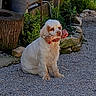animal, bone, cute, daylight, dog, ears, fur, garden, gravel, muzzle, nature, outdoor, pet, plants, playful, raw_bone, sitting, snack, stone_wall, white_dog