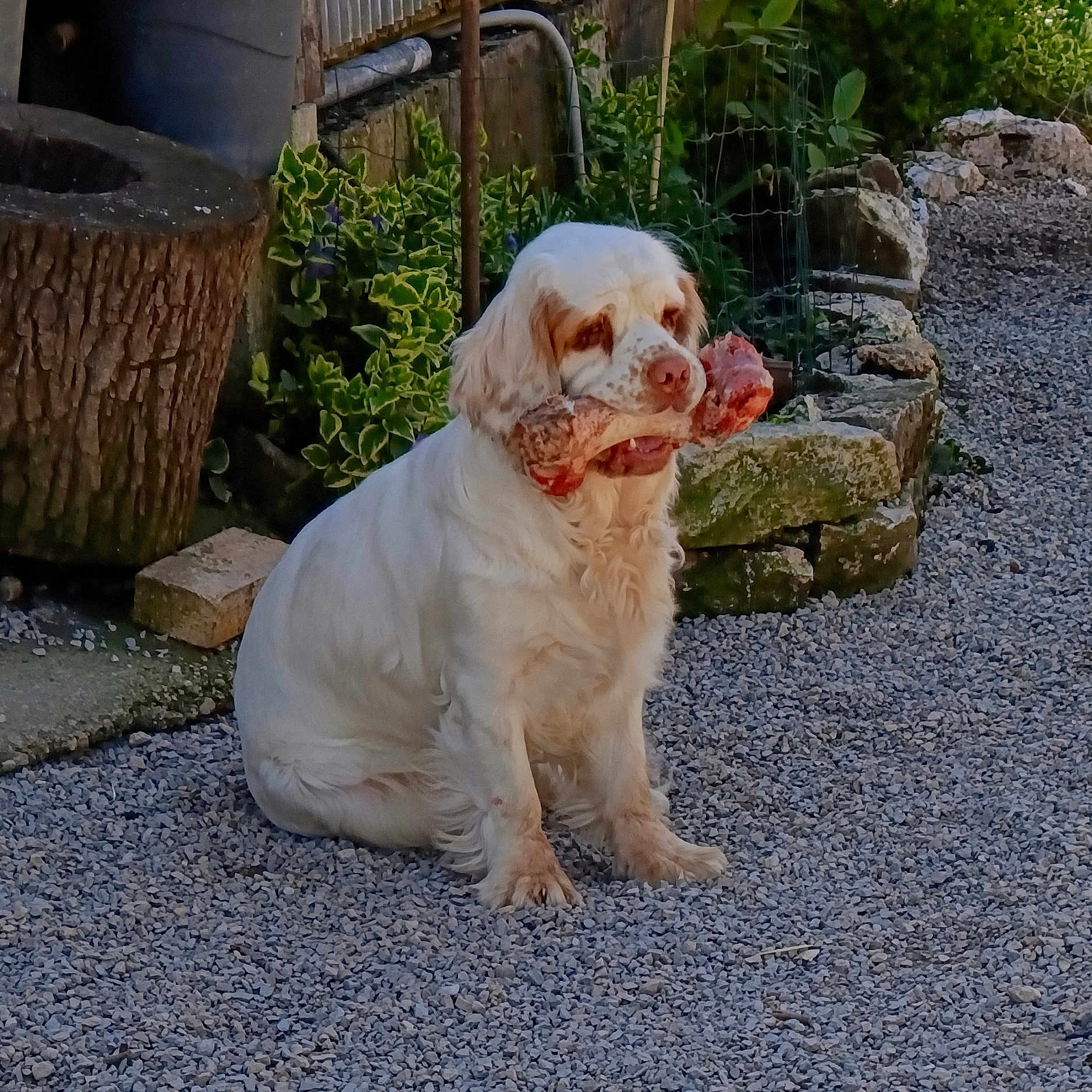 Whitney participe au concours pour gagner de l'argent avec cette photo : dog, white_dog, bone, raw_bone, gravel, outdoor, garden, plants, stone_wall, pet, animal, sitting, fur, cute, nature, daylight, muzzle, ears, snack, playful