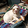 dog, white_dog, lounging, outdoor, garden, chair, towel, sunlight, plants, gravel, relaxed, pet, animal, summer, shaded, resting, colorful, nature, daylight, canine