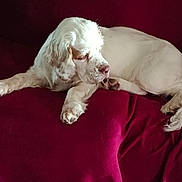 Vithney a rejoint le concours — aidez-le/la à gagner de superbes lots ! dog, white_dog, lying_down, sleepy, blanket, burgundy, fur, paw, relaxed, indoor, pet, canine, resting, side_view, comfort, animal, mammal, domestic_animal, cozy, quiet