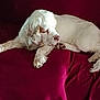 dog, white_dog, lying_down, sleepy, blanket, burgundy, fur, paw, relaxed, indoor, pet, canine, resting, side_view, comfort, animal, mammal, domestic_animal, cozy, quiet