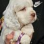 puppy, dog, white_fur, close_up, person, hand, ribbon, nike_logo, black_clothing, cute, pet, animal, indoor, young_dog, fluffy, soft_light, portrait, calm, holding, domestic_animal