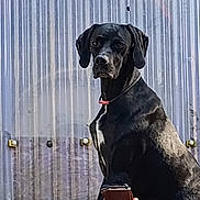 Shana participe au concours pour gagner de l'argent avec cette photo : dog, black_dog, pet, animal, collar, outdoor, metal_wall, phone, hand, portrait, sitting, looking_at_camera, canine, domestic_animal, fence, urban, daylight, closeup, alert, watchful