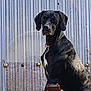 dog, black_dog, pet, animal, collar, outdoor, metal_wall, phone, hand, portrait, sitting, looking_at_camera, canine, domestic_animal, fence, urban, daylight, closeup, alert, watchful