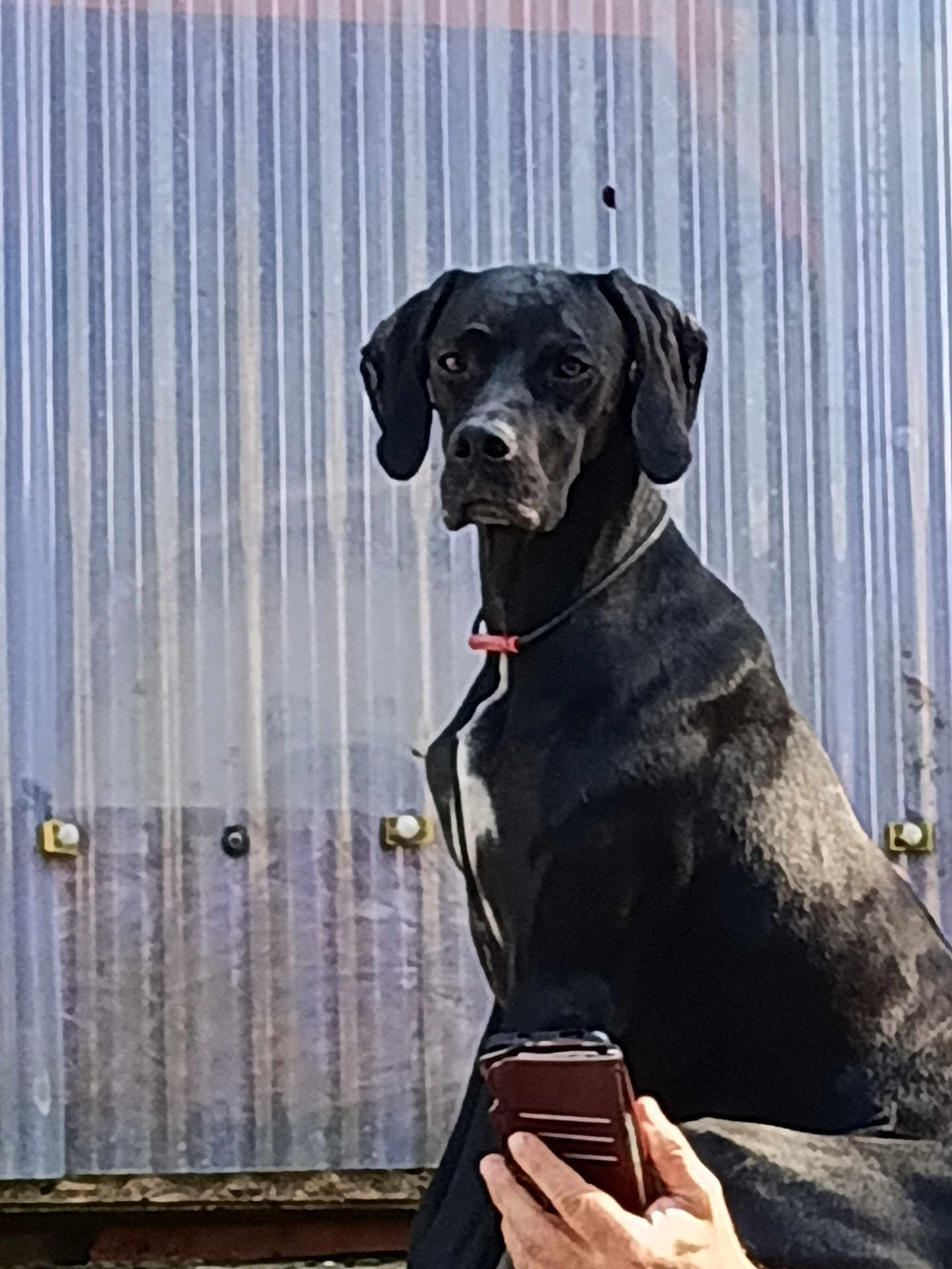 Shana participe au concours pour gagner de l'argent avec cette photo : dog, black_dog, pet, animal, collar, outdoor, metal_wall, phone, hand, portrait, sitting, looking_at_camera, canine, domestic_animal, fence, urban, daylight, closeup, alert, watchful