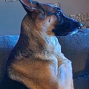Sophie is registered to the contest to win money with this photo: alert, animal, canine, clock, companion, couch, decor, dog, ears, fur, furniture, german_shepherd, household, indoor, pet, profile, side_view, sign, sitting, wall