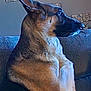 alert, animal, canine, clock, companion, couch, decor, dog, ears, fur, furniture, german_shepherd, household, indoor, pet, profile, side_view, sign, sitting, wall