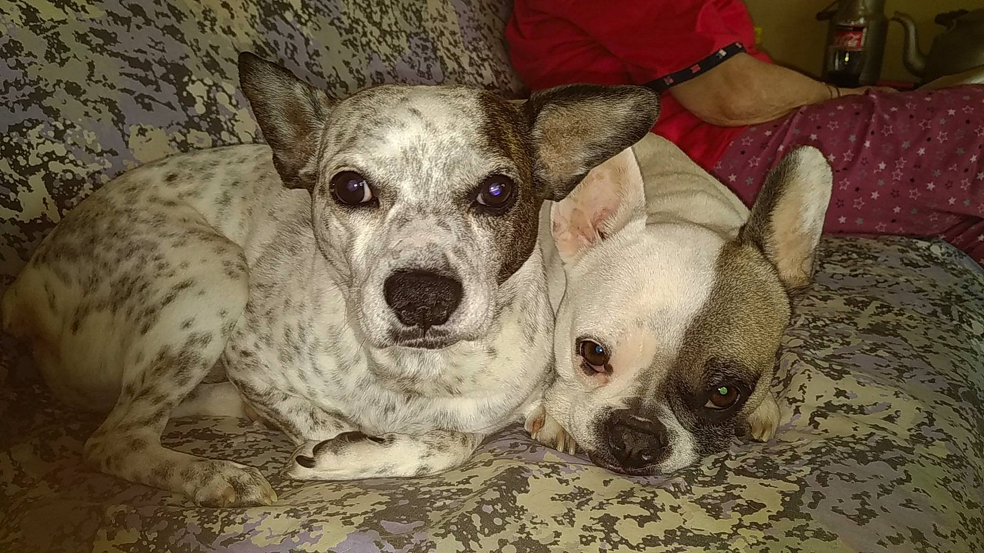 Garry participe au concours pour gagner de l'argent avec cette photo : canidae, carnivore, chihuahua, comfort, companion_dog, dog, dog_breed, dog_supply, ear, fawn, fur, jaw, non_sporting_group, snout, sporting_group, sunglasses, terrestrial_animal, toy_dog, whiskers, working_animal