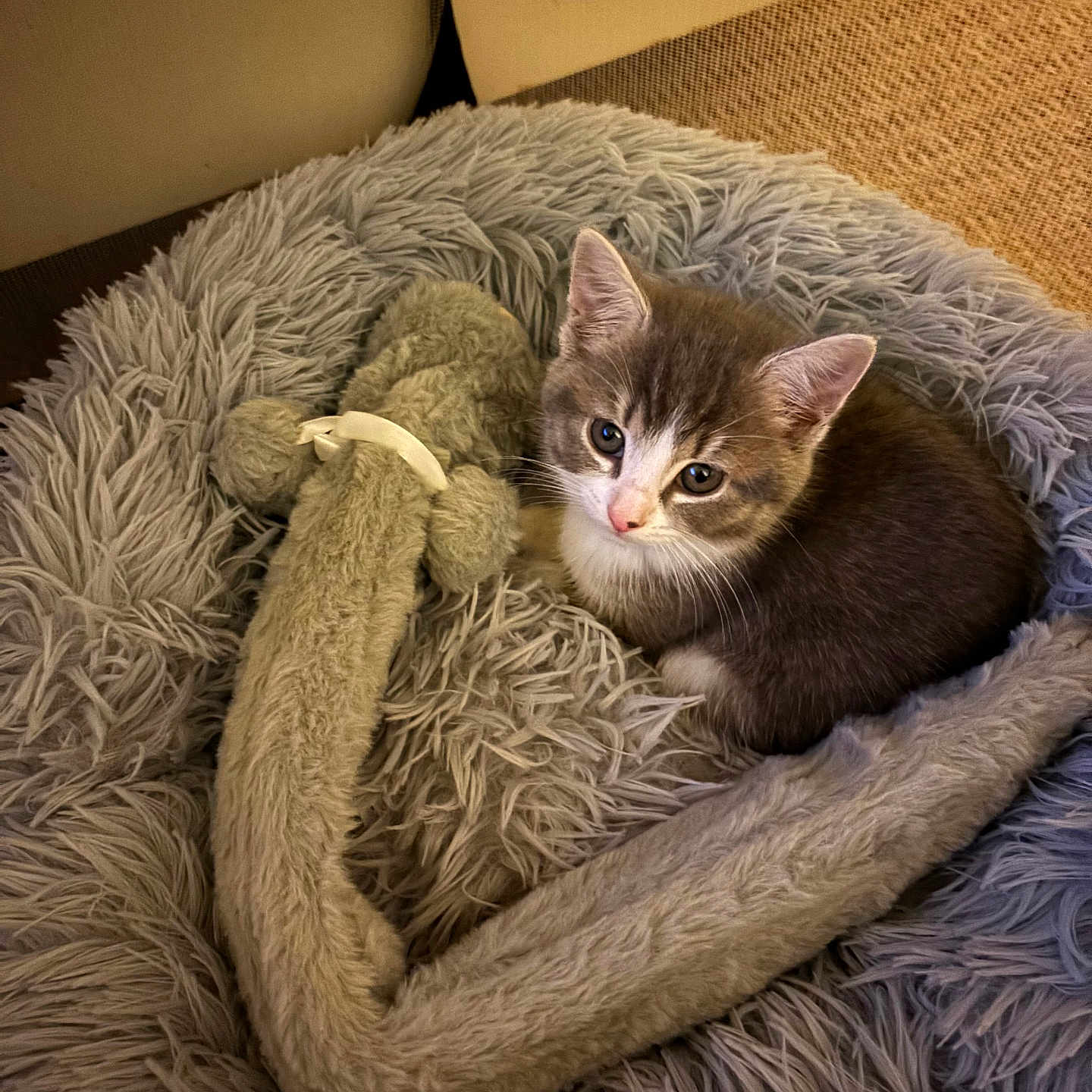 Pearl is registered to the contest to win money with this photo: abyssinian, animal, bed, bedroom, blanket, cat, clothing, couch, cushion, furniture, homedecor, indoors, kitten, linen, manx, person, pet, quilt, room, sleeping