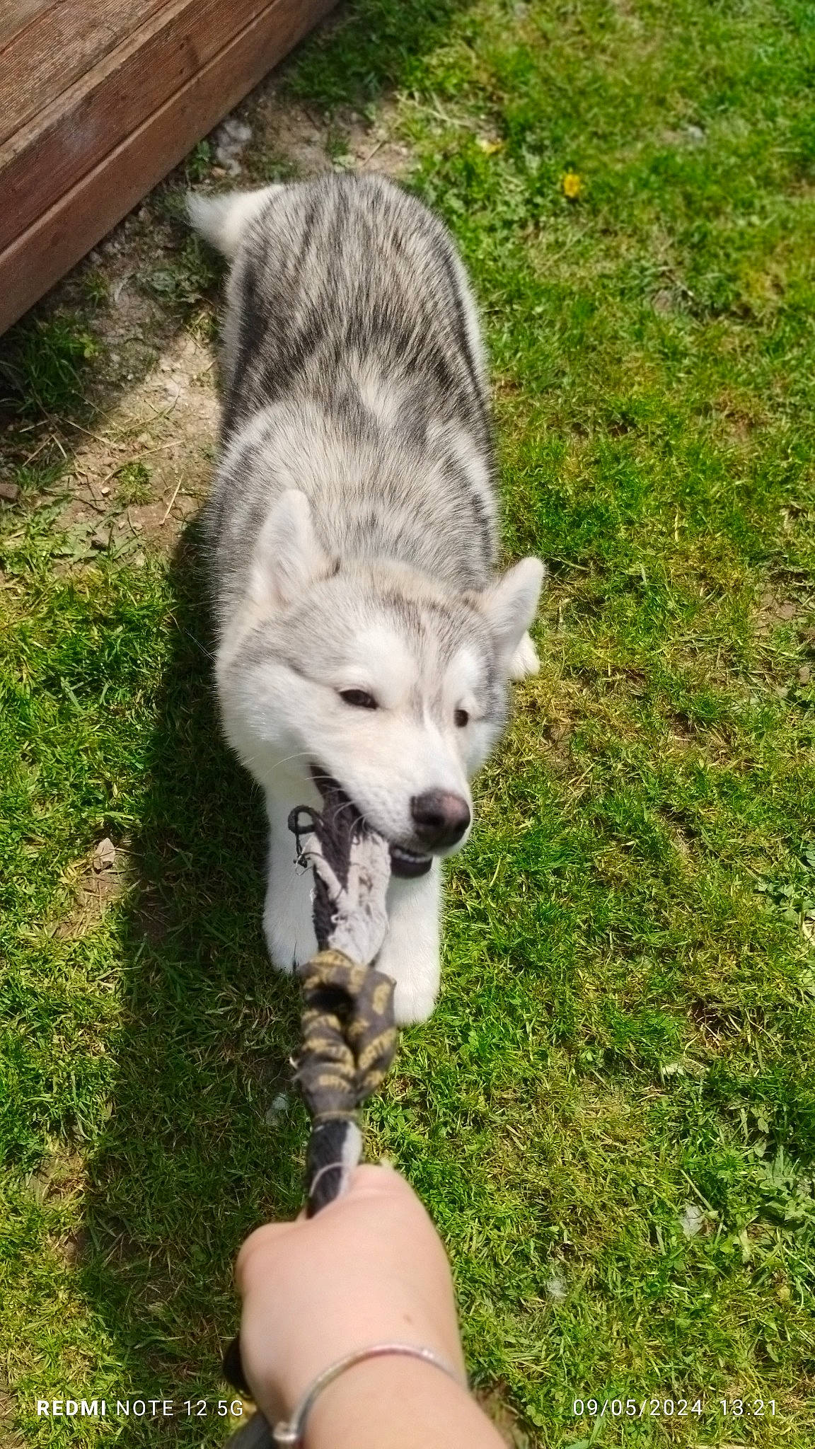 üky a rejoint le concours — aidez-le/la à gagner de superbes lots ! ancient_dog_breeds, canidae, canis, canis_lupus_tundrarum, carnivore, companion_dog, dog, dog_breed, fur, grass, siberian_husky, sled_dog, snout, sporting_group, tail, terrestrial_animal, wildlife, wolf, working_animal, working_dog