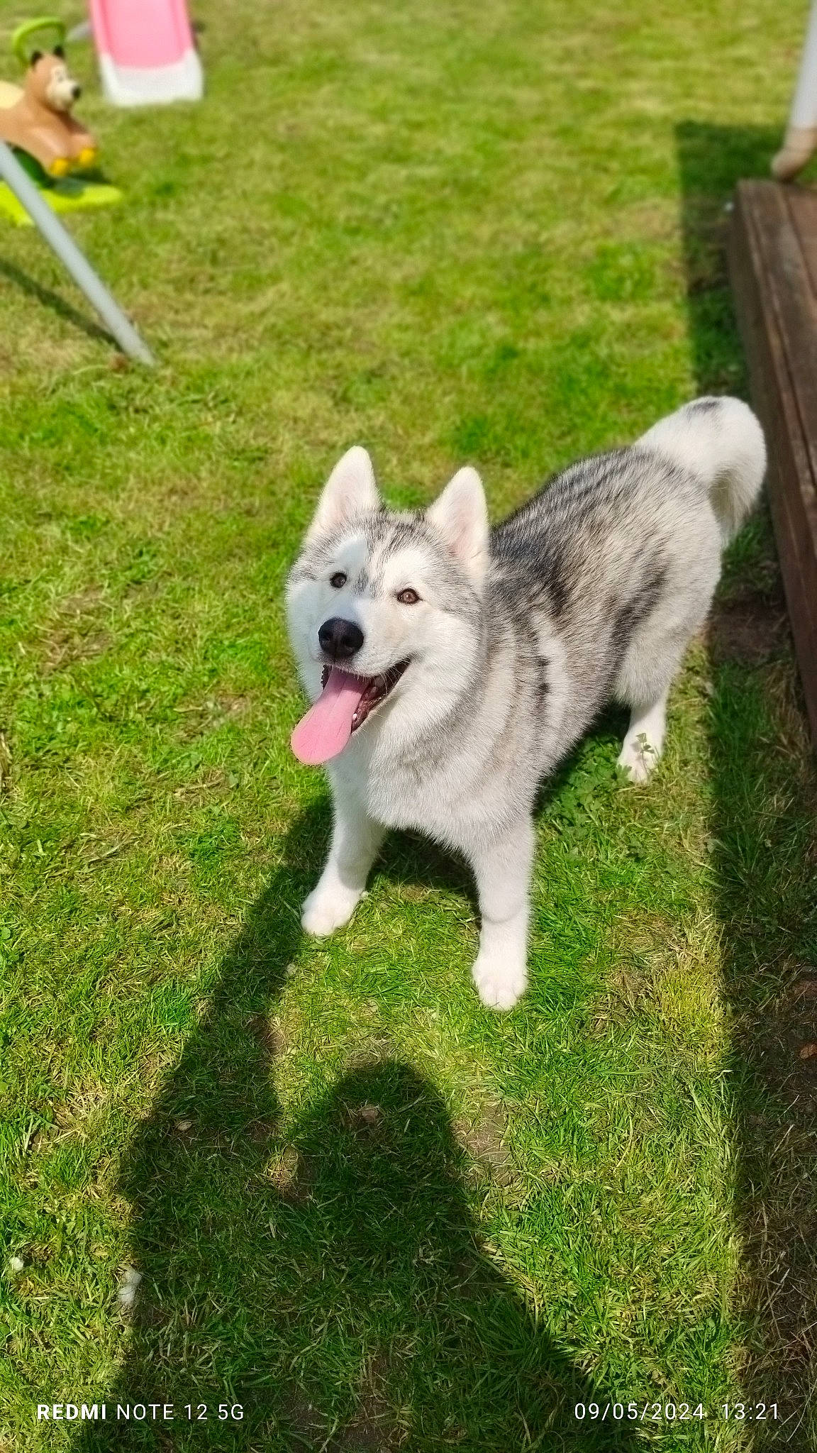 üky participe au concours pour gagner de l'argent avec cette photo : ancient_dog_breeds, carnivore, companion_dog, dog, dog_breed, grass, livestock_guardian_dog, non_sporting_group, pet_supply, siberian_husky, sled_dog, snout, sporting_group, tail, wolf, working_animal, working_dog, yard