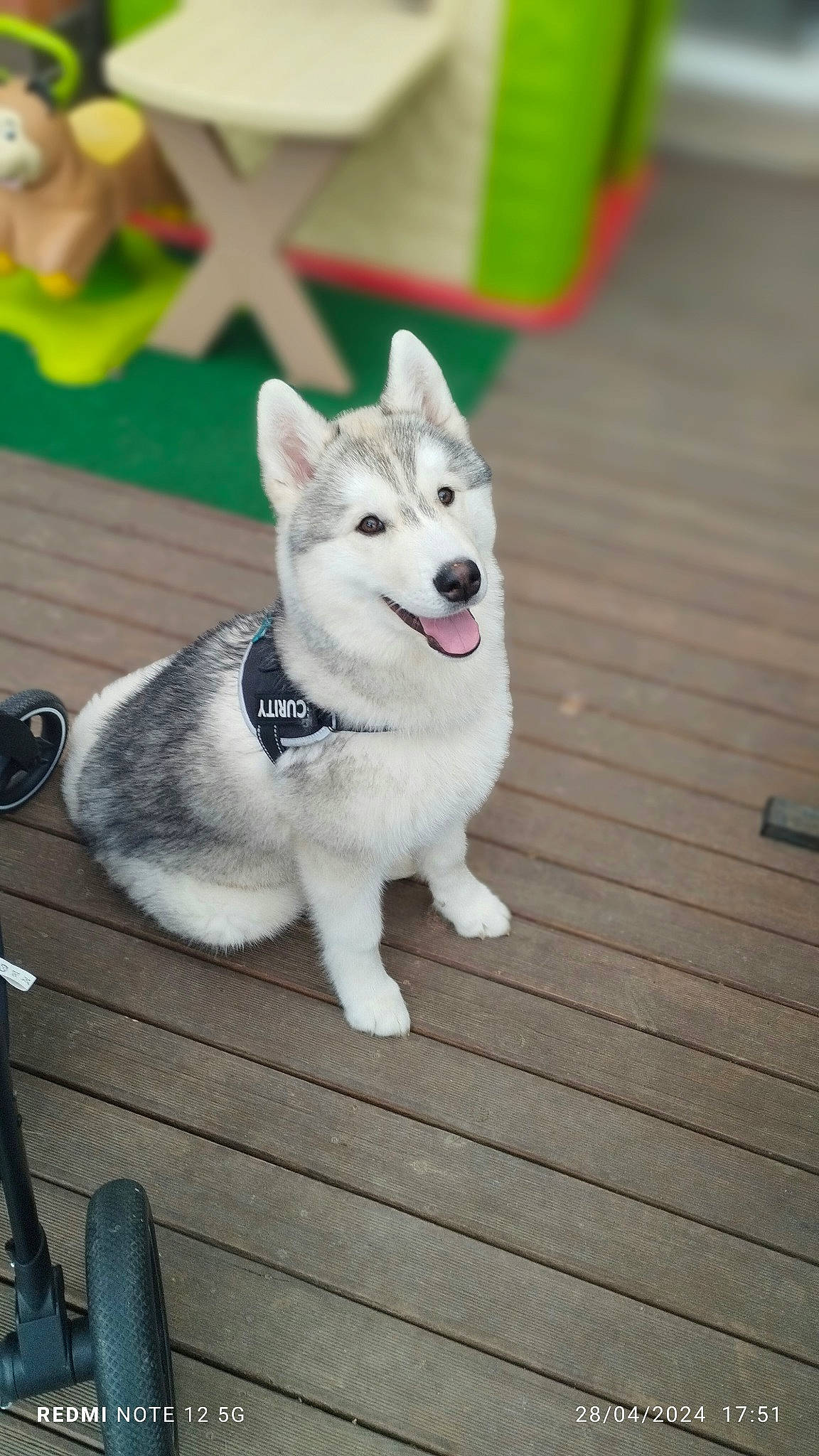 üky a rejoint le concours — aidez-le/la à gagner de superbes lots ! ancient_dog_breeds, canidae, canis, carnivore, collar, companion_dog, dog, dog_breed, flooring, fur, grey, hardwood, non_sporting_group, paw, snout, sporting_group, tail, wood, working_animal, working_dog